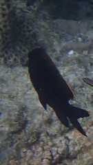 Plectroglyphidodon apicalis