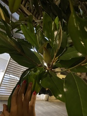 Magnolia grandiflora