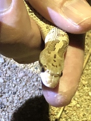 Arizona elegans candida