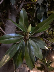 Magnolia grandiflora