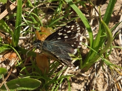 Pyrgus malvae