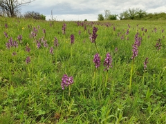 Anacamptis morio