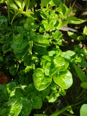 Alternanthera sissoo