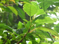 Drymonia conchocalyx