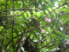 Drymonia conchocalyx