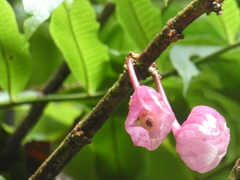 Drymonia conchocalyx