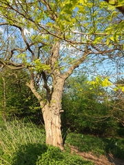 Robinia pseudoacacia
