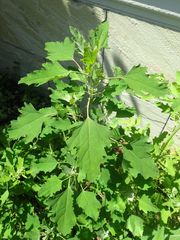 Chenopodium album