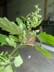 Chenopodium album