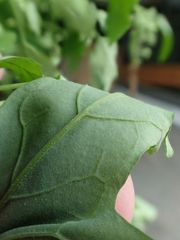 Chenopodium album