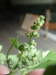 Chenopodium album