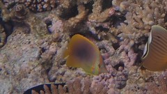 Chaetodon aureofasciatus