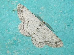 Glena unipennaria