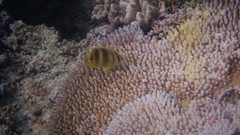 Chaetodon rainfordi