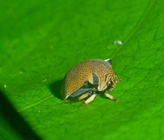 Tragopini