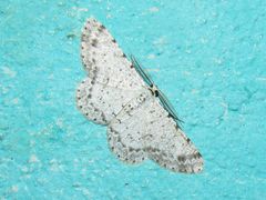 Glena unipennaria