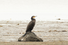 Phalacrocorax carbo