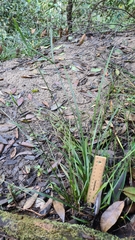 Cyperus tetraphyllus