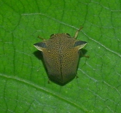 Tragopini