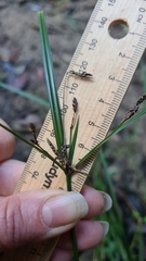 Cyperus tetraphyllus