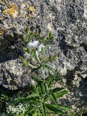 Campanula sibirica taurica