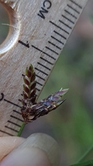Cyperus tetraphyllus