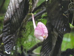 Drymonia conchocalyx