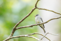Contopus cinereus