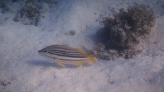 Lutjanus carponotatus