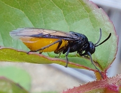 Arge pagana stephensii