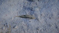 Canthigaster bennetti