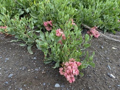 Rumex venosus