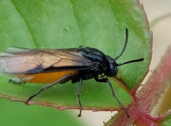 Arge pagana stephensii