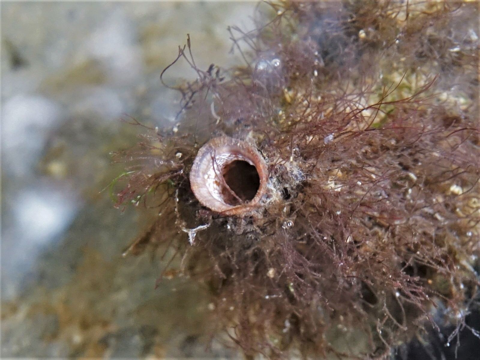 Asterocarpa humilis (Heller, 1878)