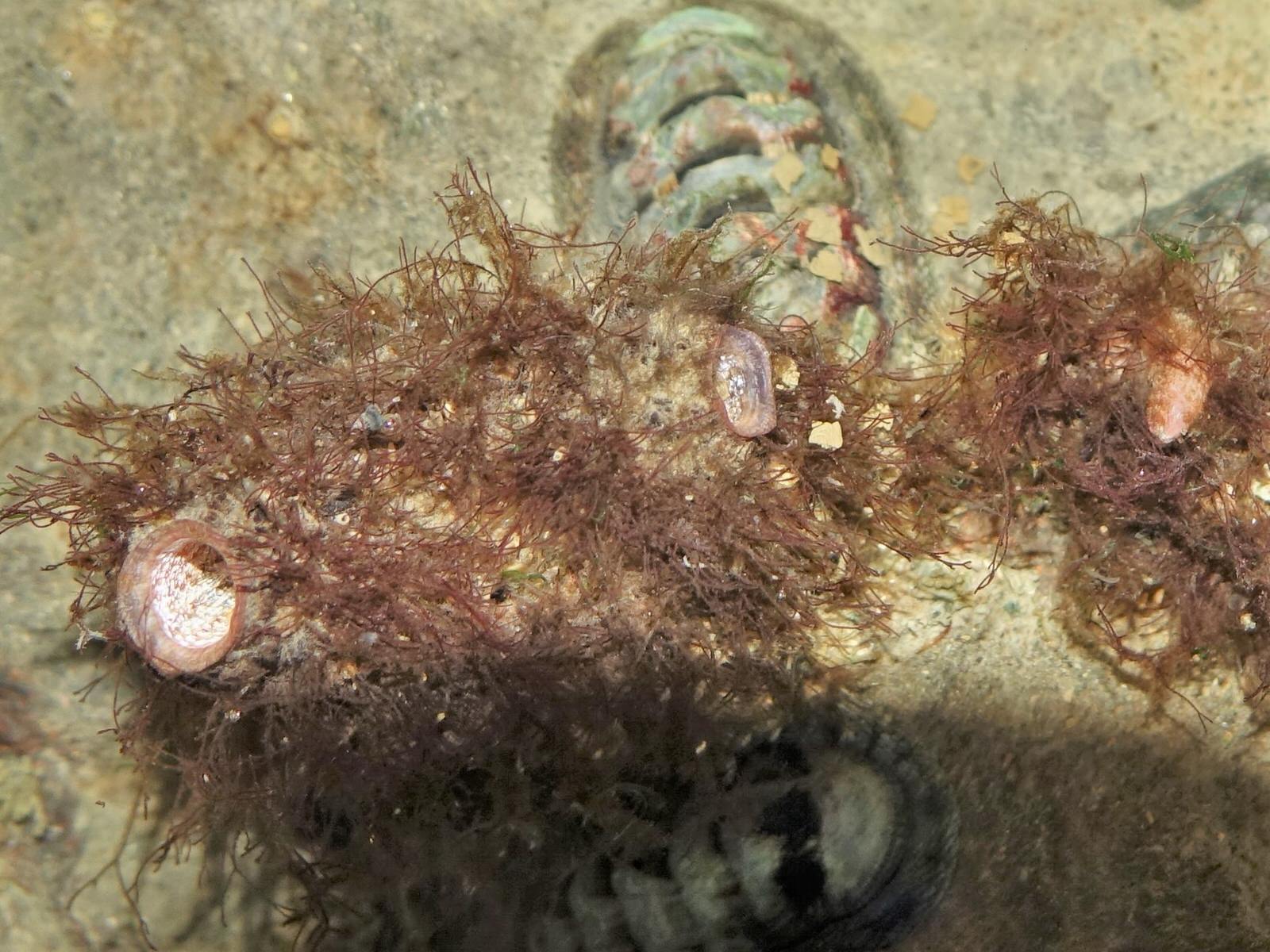 Asterocarpa humilis (Heller, 1878)