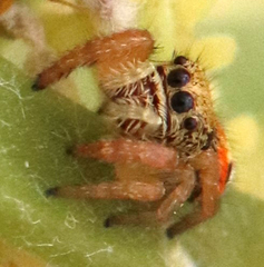 Phidippus apacheanus