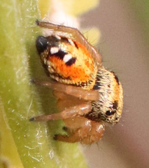 Phidippus apacheanus