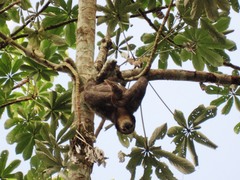 Bradypus tridactylus