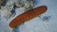 Stichopus herrmanni