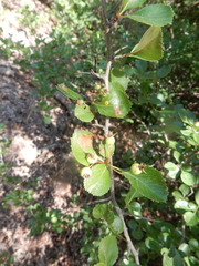 Crataegus reverchonii