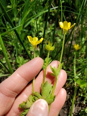Ranunculus orthorhynchus