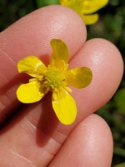 Ranunculus orthorhynchus