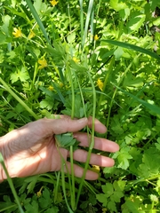 Ranunculus orthorhynchus