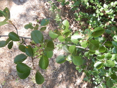 Crataegus reverchonii