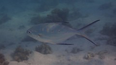 Trachinotus coppingeri