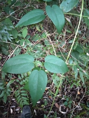Clematis bonariensis