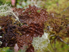 Lobaria anthraspis