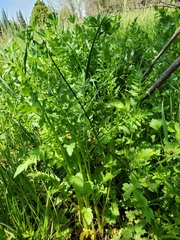 Ranunculus orthorhynchus