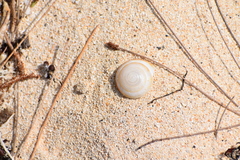 Poecilozonites bermudensis