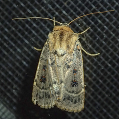 Proteuxoa sanguinipuncta